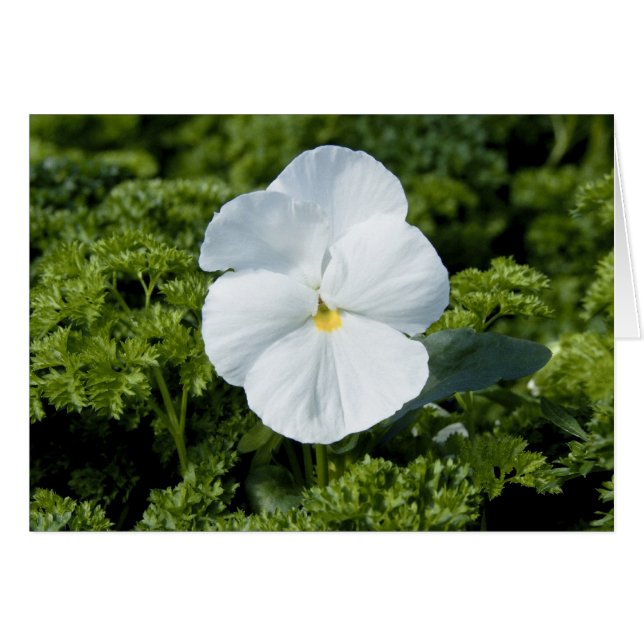 Tarjeta de Viola Blanca (Anverso (Horizontal))