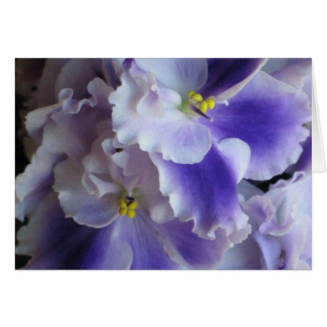 Tarjeta de violetas africana (Anverso (Horizontal))