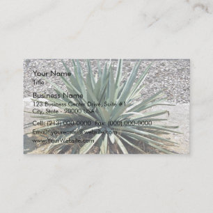 Tarjeta De Visita Aaloe vera oscuro en un día soleado