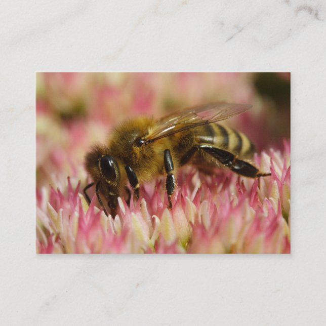 Tarjeta De Visita Abeja Melífera Occidental Macro (Anverso)