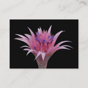 Tarjeta De Visita Aechmea rosado y azul ACEO