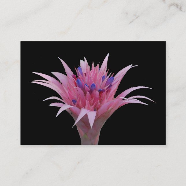 Tarjeta De Visita Aechmea rosado y azul ACEO (Anverso)