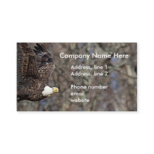 Águila calva con bagre