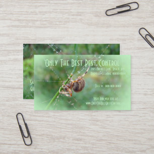 Tarjeta De Visita Araneus - Orb Weaver Spider