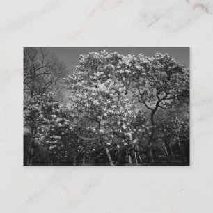 Tarjeta De Visita Árbol de magnolia en flor (B&W)