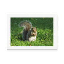 Ardilla gris, Parque Bute, Cardiff (Bordeado)