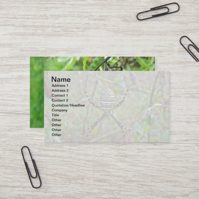 Tarjeta De Visita Argiope Orb Weaver Spiders (Anverso/Reverso In Situ)