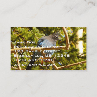 Tarjeta De Visita Arrendajo de Steller en el Parque Nacional de las
