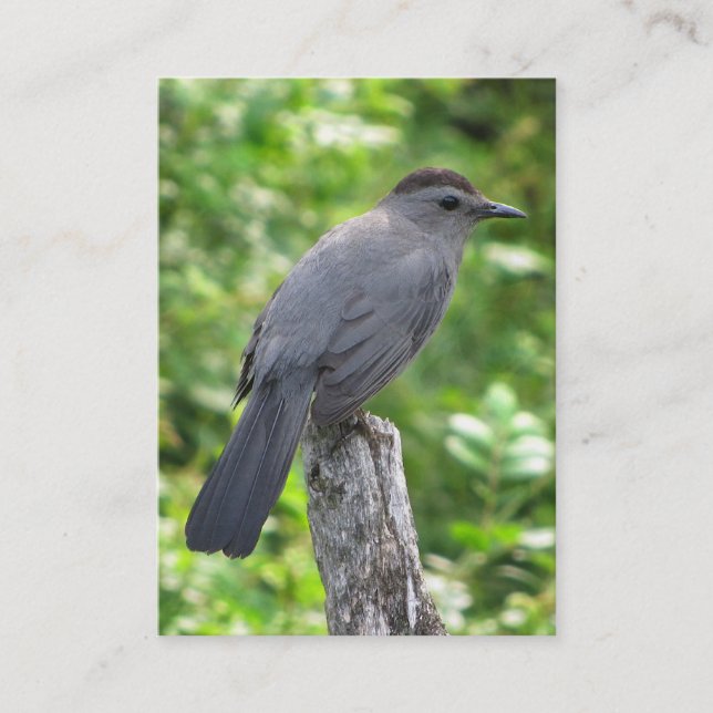 Tarjeta De Visita ATC del Catbird (Anverso)