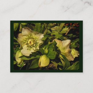 Tarjeta De Visita ATC del Hellebore del rosa cuaresmal