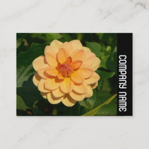 Tarjeta De Visita Banda Lateral - Dahlia 'David Howard'
