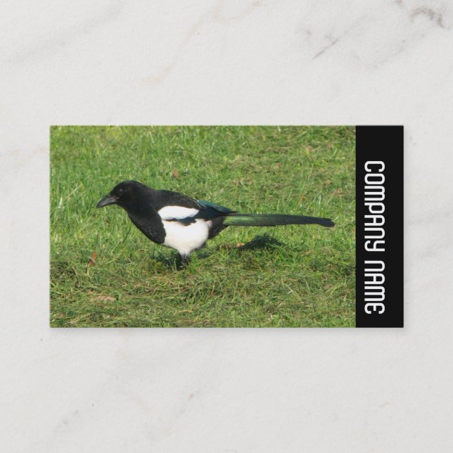 Tarjeta De Visita Banda lateral - Magpie europeo (Anverso)