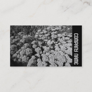 Tarjeta De Visita Banda lateral - Sedum "Alegría del otoño"