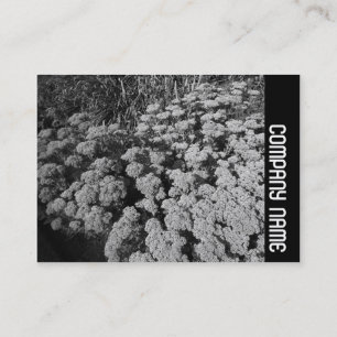 Tarjeta De Visita Banda lateral - Sedum "Alegría del otoño"