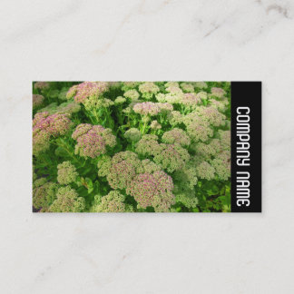 Tarjeta De Visita Banda lateral - Sedum "Alegría del otoño"
