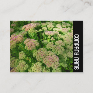 Tarjeta De Visita Banda Lateral - Sedum "Autumn Joy"