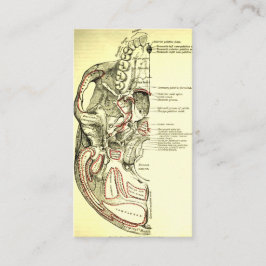 Tarjeta De Visita Base de la anatomía del vintage del externo del