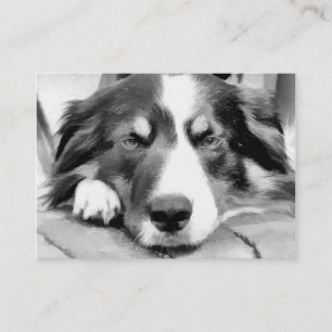 TARJETA DE VISITA BORDER COLLIE