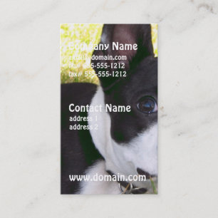 Tarjeta De Visita boston-terrier-1