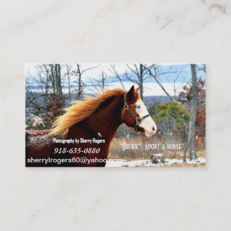 Tarjeta De Visita "Buckie" adopta un caballo
