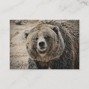 Tarjeta De Visita Cara linda del oso grizzly del animal salvaje