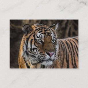 Tarjeta De Visita Cara salvaje lisa del tigre magnífico