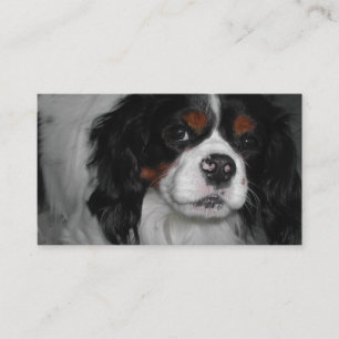 Tarjeta De Visita cavalier king charles spaniel tri