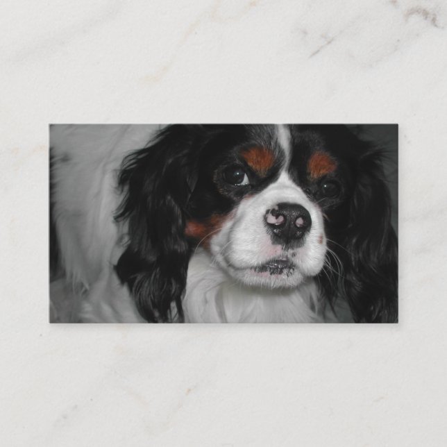 Tarjeta De Visita cavalier king charles spaniel tri (Anverso)