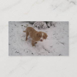 Tarjeta De Visita Cernícalo de Nueva Escocia_Duck-Tolling_Retriever