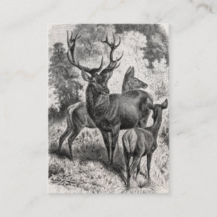 Tarjeta De Visita Cervatillo de la gama del macho del ilustracion