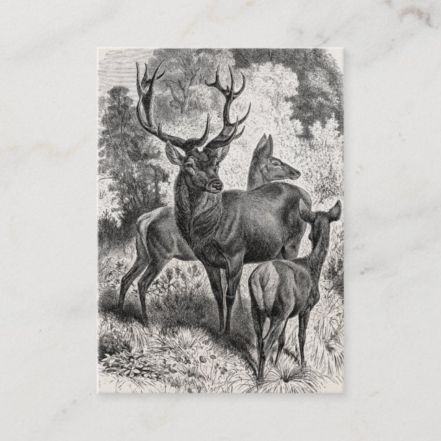 Tarjeta De Visita Cervatillo de la gama del macho del ilustracion (Anverso)