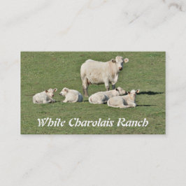 Tarjeta De Visita Charolais se acobardan y cuatro becerros