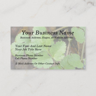 Tarjeta De Visita Cilantro