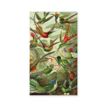 Colibrí del Trochilidae de Ernst Haeckel