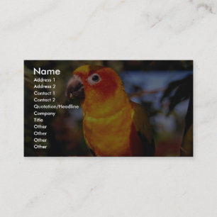 Tarjeta De Visita Conure de Sun
