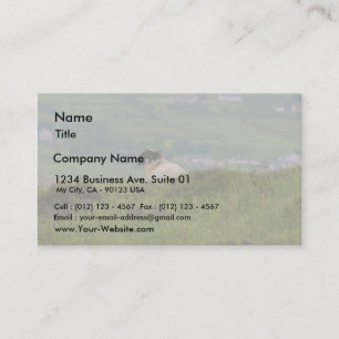 Tarjeta De Visita Corderos de las ovejas de Knocknara Irlanda