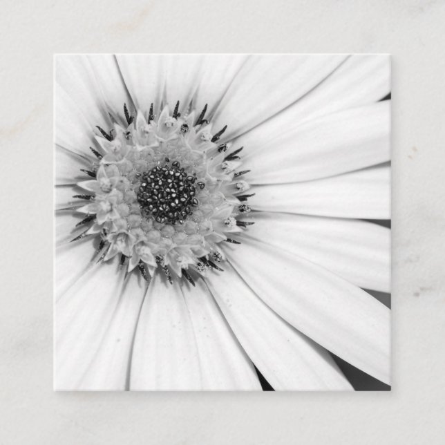 Tarjeta De Visita Cuadrada African Daisy Monochrome Floral Square Business Ca (Anverso)
