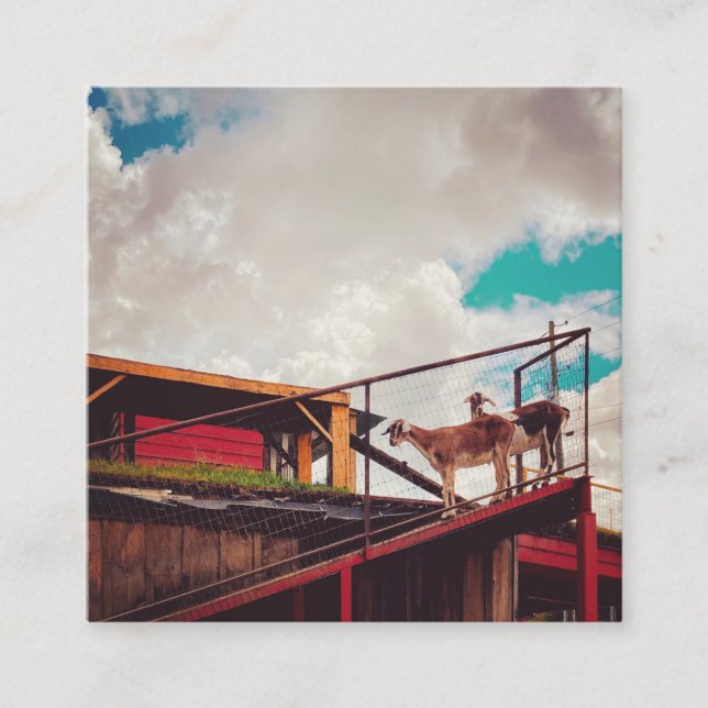 Tarjeta De Visita Cuadrada cabras en el techo (Anverso)