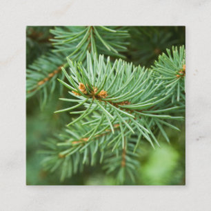 Tarjeta De Visita Cuadrada Cierre de árbol de pino