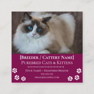 Tarjeta De Visita Cuadrada Criadero de Gatos Ragdoll Criador de Gatos Persona