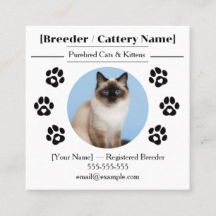 Tarjeta De Visita Cuadrada Criadero de Gatos Ragdoll Personalizable Negocio d