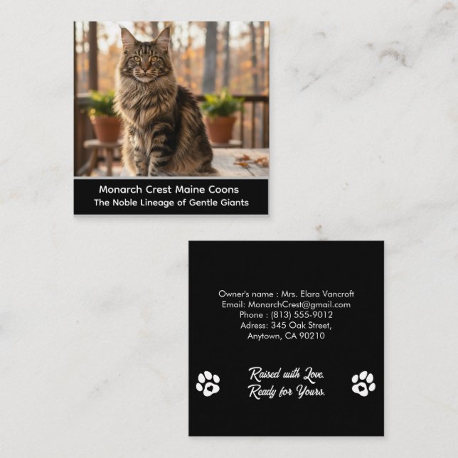 Tarjeta De Visita Cuadrada Customizable  Maine Coon Cat Cattery Business Card (Anverso / Reverso)