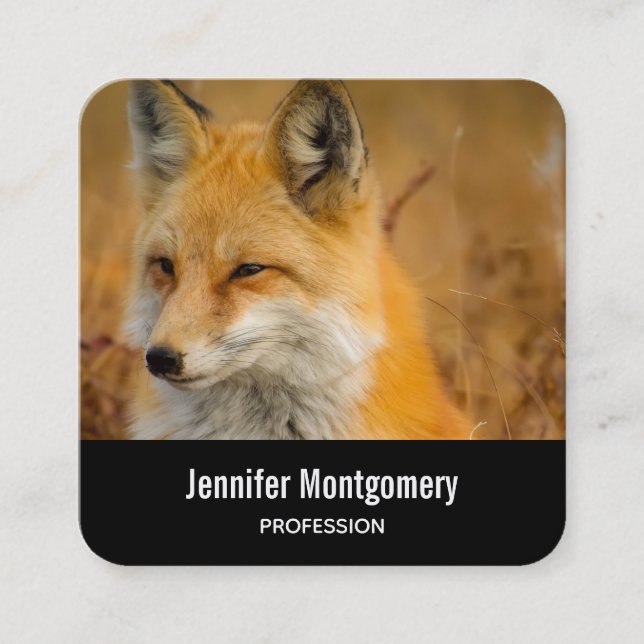 Tarjeta De Visita Cuadrada Cute Red Fox Wilderness Nature Photography Square (Anverso)