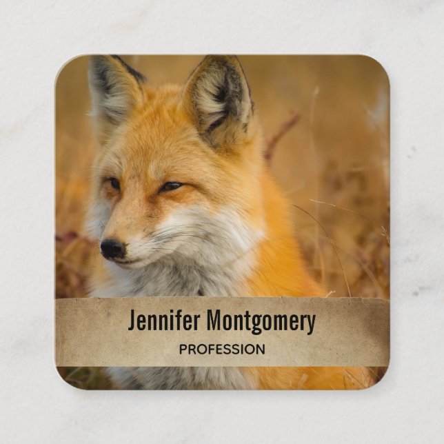 Tarjeta De Visita Cuadrada Cute Red Fox Wilderness Nature Photography Square (Anverso)