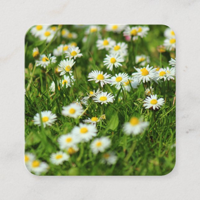 Tarjeta De Visita Cuadrada Daisies (Anverso)