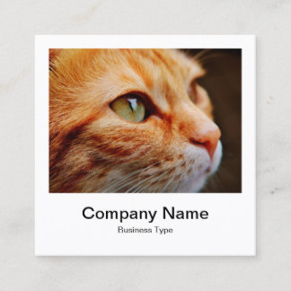 Tarjeta De Visita Cuadrada Estilo de foto instantáneo - Compañía - Ginger Cat
