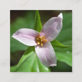 Tarjeta De Visita Cuadrada Flor silvestre Trillium rosa en la luz del sol del