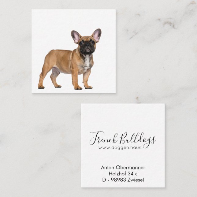 Tarjeta De Visita Cuadrada French Bulldogs  Square Business Card (Anverso / Reverso)