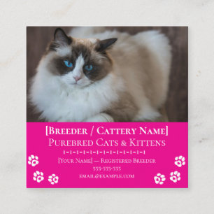 Tarjeta De Visita Cuadrada Gatadería Ragdoll Criador de Gatos Personalizable