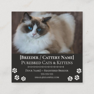 Tarjeta De Visita Cuadrada Gatadería Ragdoll Criador de Gatos Personalizable